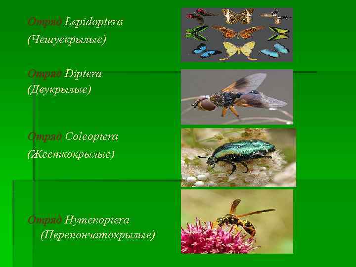 Отряд Lepidoptera (Чешуекрылые) Отряд Diptera (Двукрылые) Отряд Coleoptera (Жесткокрылые) Отряд Hymenoptera (Перепончатокрылые) 