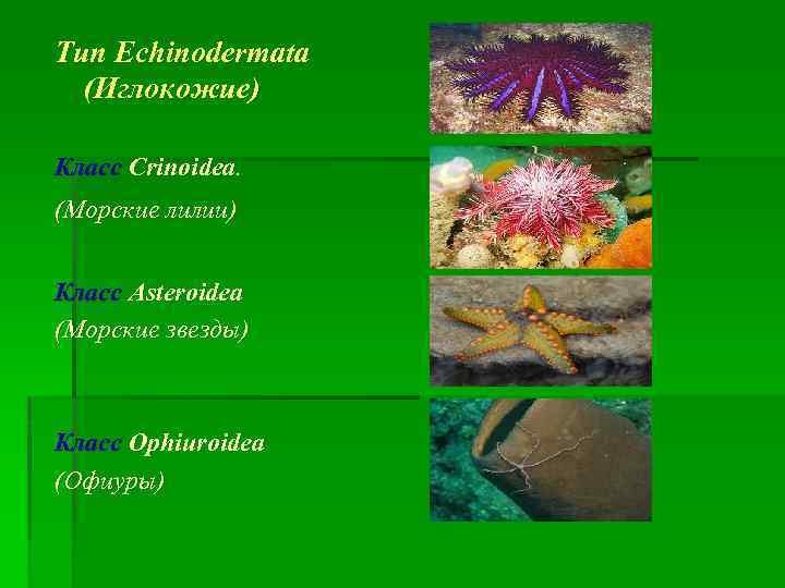 Тип Echinodermata (Иглокожие) Класс Crinoidea. (Морские лилии) Класс Asteroidea (Морские звезды) Класс Ophiuroidea (Офиуры)
