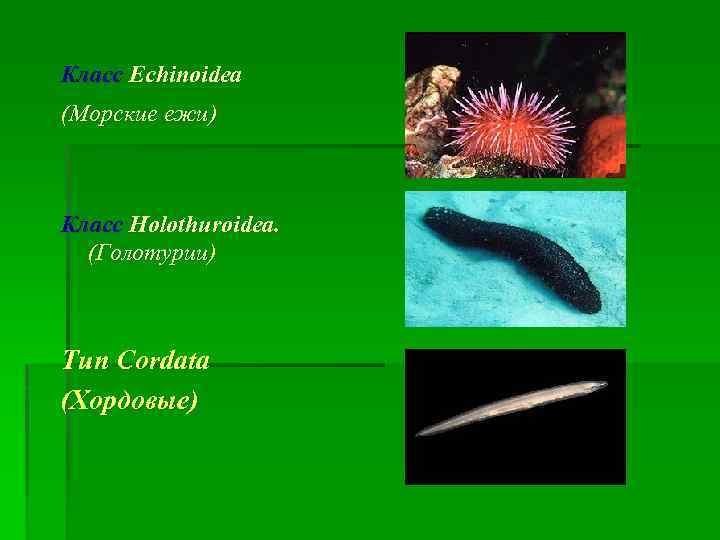 Класс Echinoidea (Морские ежи) Класс Holothuroidea. (Голотурии) Тип Cordata (Хордовые) 