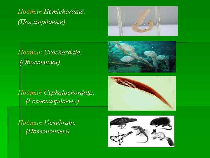 Подтип Hemichordata. (Полухордовые) Подтип Urochordata. (Оболочники) Подтип Cephalochordata. (Головохордовые) Подтип Vertebrata. (Позвоночные) 