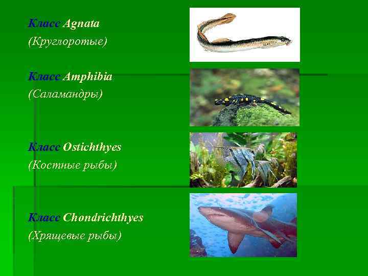Класс Agnata (Круглоротые) Класс Amphibia (Саламандры) Класс Ostichthyes (Костные рыбы) Класс Chondrichthyes (Хрящевые рыбы)