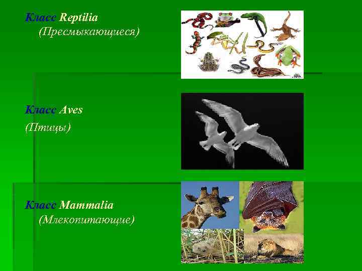 Класс Reptilia (Пресмыкающиеся) Класс Aves (Птицы) Класс Mammalia (Млекопитающие) 