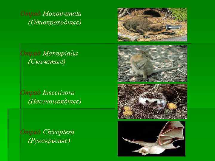 Отряд Monotremata (Однопроходные) Отряд Marsupialia (Сумчатые) Отряд Insectivora (Насекомоядные) Отряд Chiroptera (Рукокрылые) 