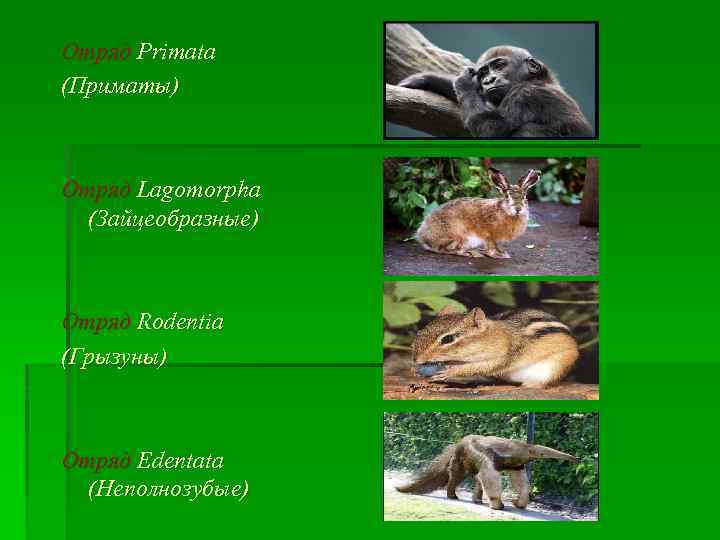 Отряд Primata (Приматы) Отряд Lagomorpha (Зайцеобразные) Отряд Rodentia (Грызуны) Отряд Edentata (Неполнозубые) 