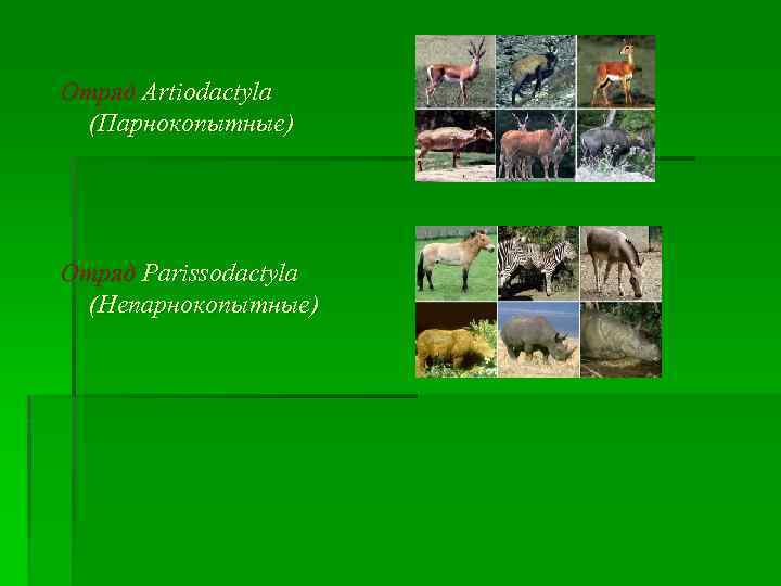 Отряд Artiodactyla (Парнокопытные) Отряд Parissodactyla (Непарнокопытные) 