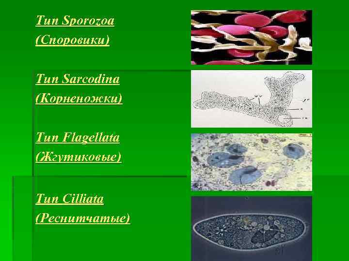Тип Sporozoa (Споровики) Тип Sarcodina (Корненожки) Тип Flagellata (Жгутиковые) Тип Cilliata (Реснитчатые) 