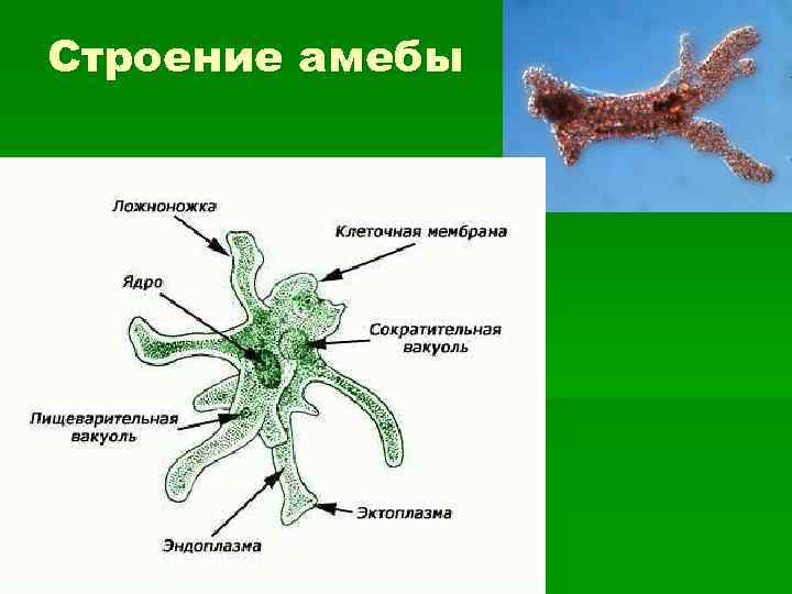 Что обозначено на рисунке цифрой 4 ядро цитоплазма пищеварительная вакуоль ложноножки псевдоподии