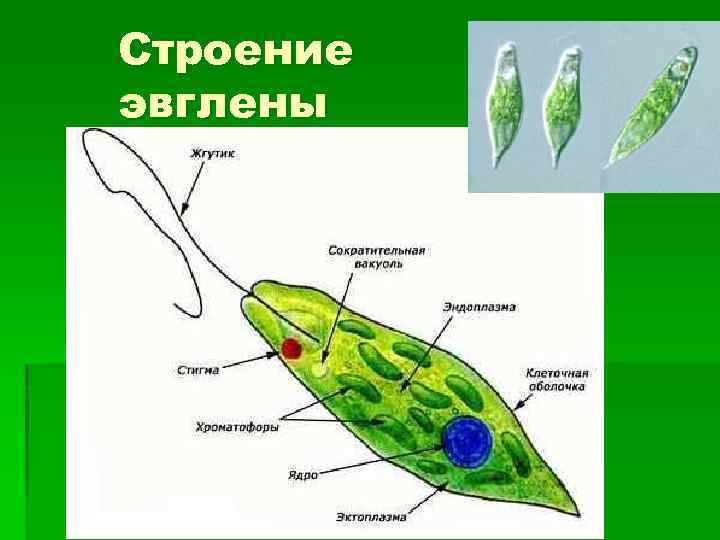 Эвглена зеленая строение с подписями рисунок