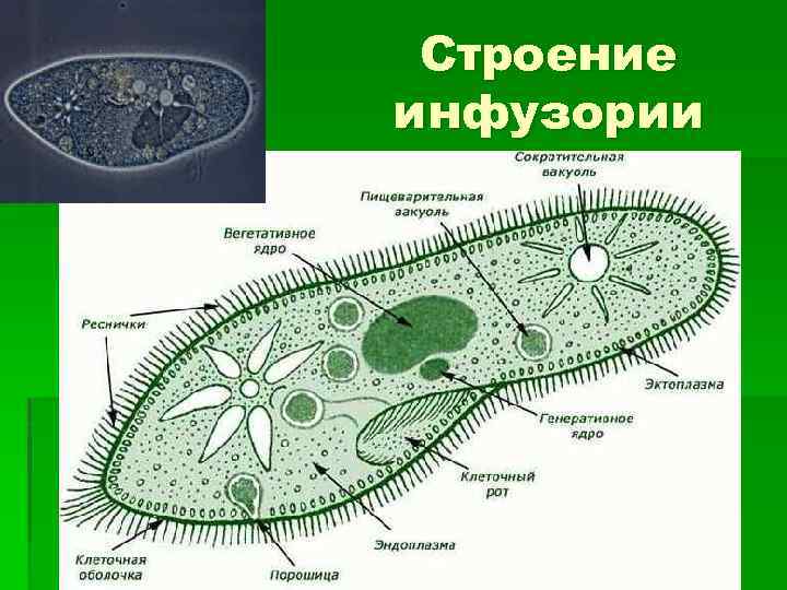 Строение одноклеточных. Инфузория туфелька Подцарство. Строение инфузории 5 класс биология. Вегетативное ядро инфузории. Тип инфузории строение.