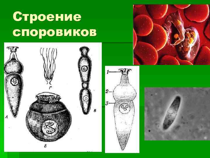 Строение споровиков 