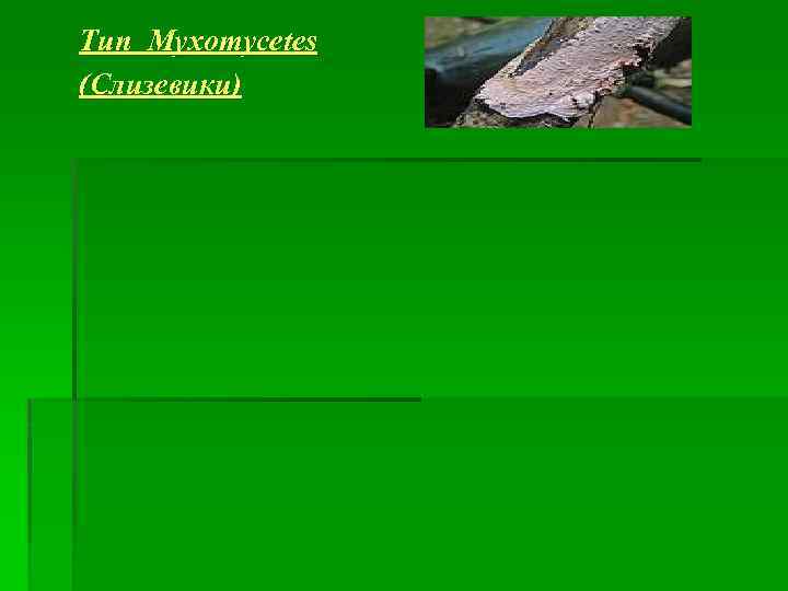 Тип Myxomycetes (Слизевики) 