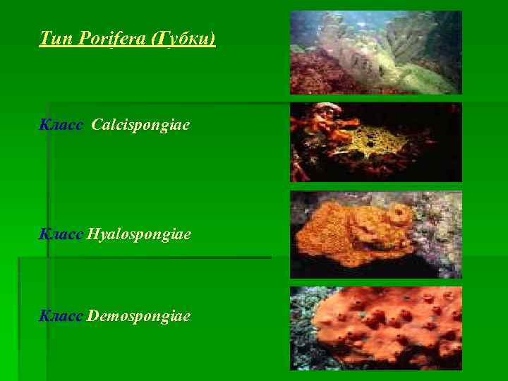 Тип Porifera (Губки) Класс Calcispongiae Класс Hyalospongiae Класс Demospongiae 