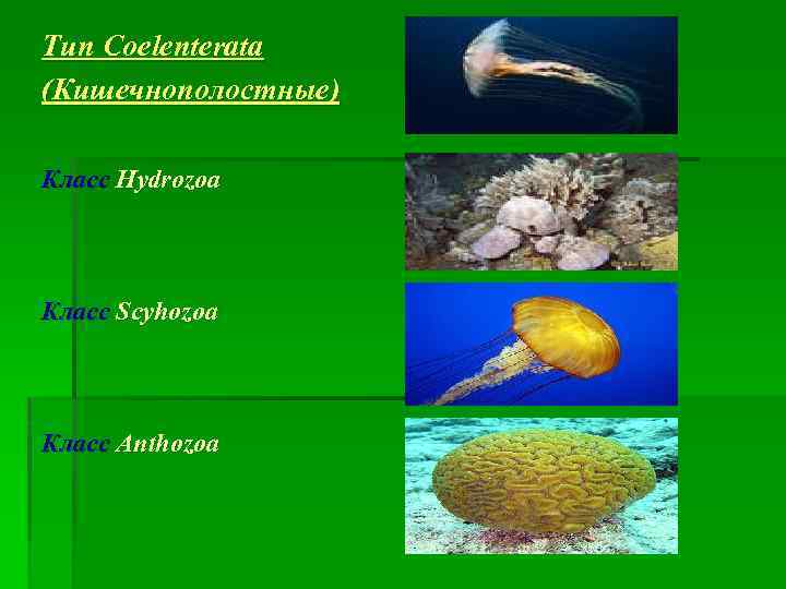 Тип Coelenterata (Кишечнополостные) Класс Hydrozoa Класс Scyhozoa Класс Anthozoa 