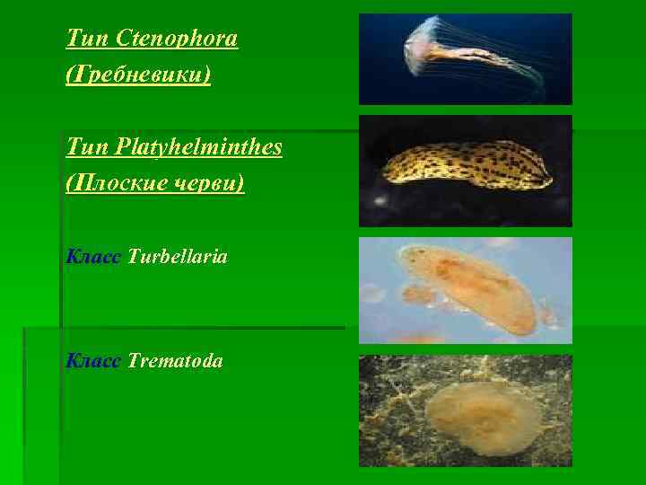 Тип Ctenophora (Гребневики) Тип Platyhelminthes (Плоские черви) Класс Turbellaria Класс Trematoda 