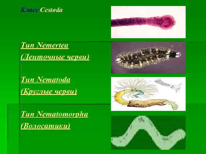 Класс Cestoda Тип Nemertea (Ленточные черви) Тип Nematoda (Круглые черви) Тип Nematomorpha (Волосатики) 