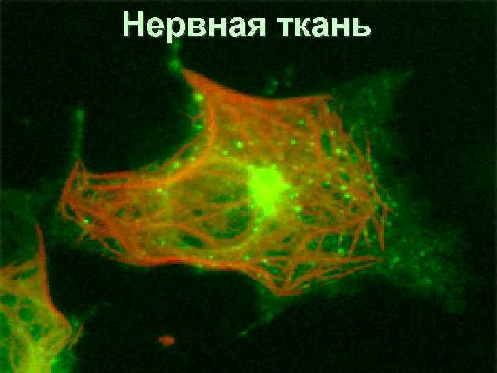Нервная ткань 