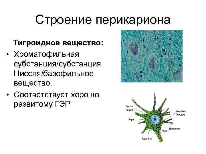 Строение перикариона Тигроидное вещество: • Хроматофильная субстанция/субстанция Ниссля/базофильное вещество. • Соответствует хорошо развитому ГЭР