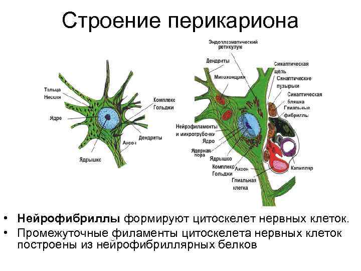 Строение перикариона • Нейрофибриллы формируют цитоскелет нервных клеток. • Промежуточные филаменты цитоскелета нервных клеток