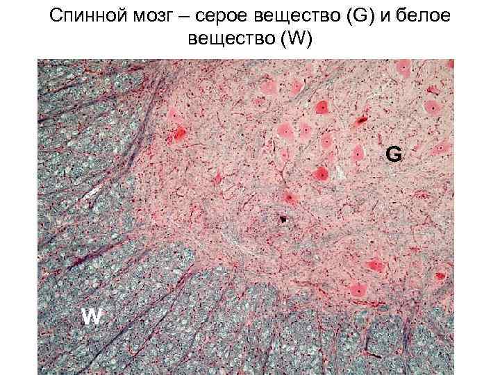 Спинной мозг – серое вещество (G) и белое вещество (W) G W 