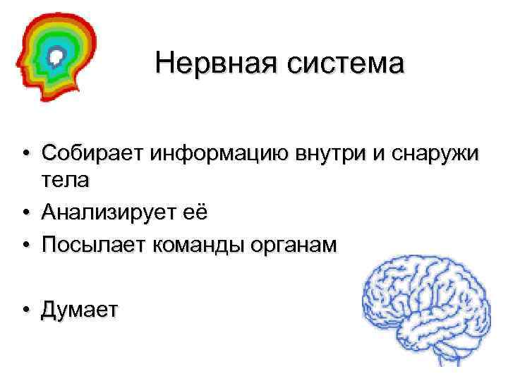 Нервная система • Собирает информацию внутри и снаружи тела • Анализирует её • Посылает