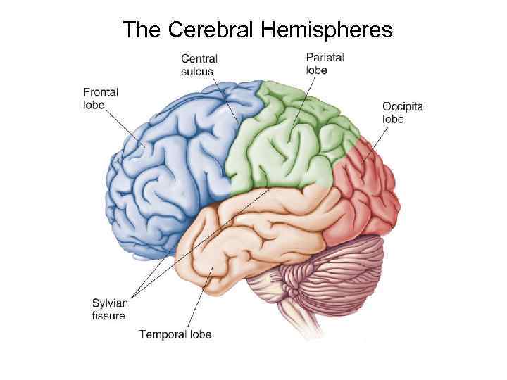The Cerebral Hemispheres 