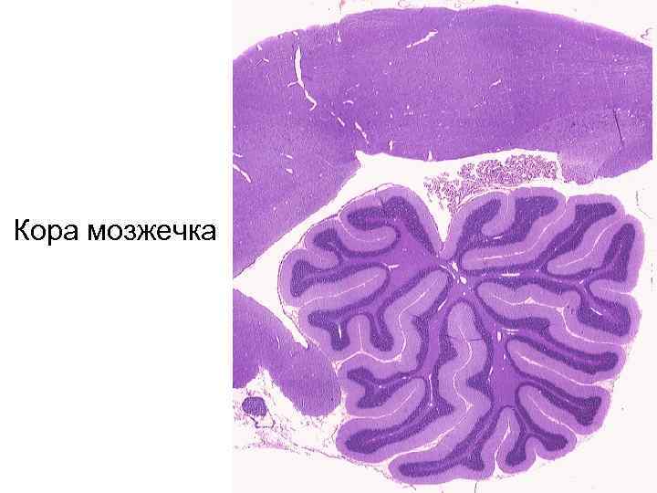 Кора мозжечка 
