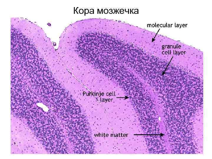 Кора мозжечка 