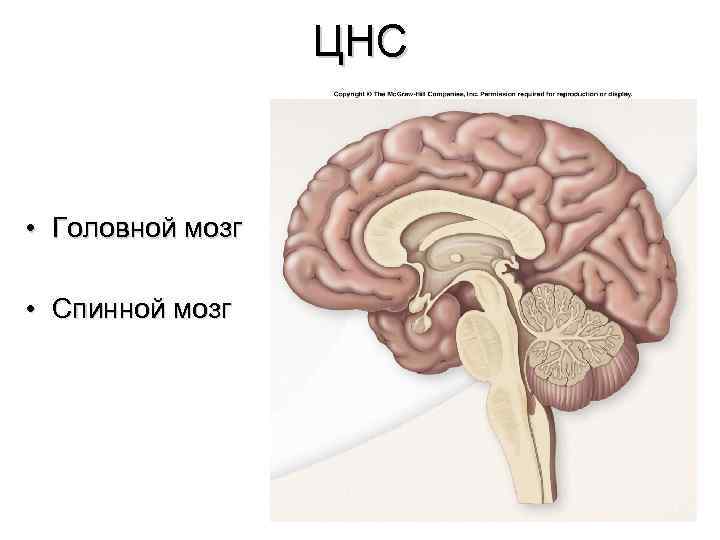 ЦНС • Головной мозг • Спинной мозг 