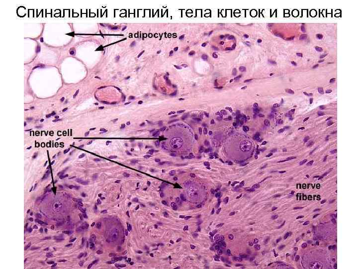 Спинальный ганглий, тела клеток и волокна 