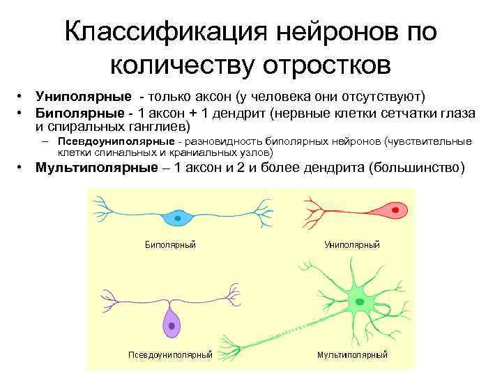 Классификация нейронов по количеству отростков • Униполярные - только аксон (у человека они отсутствуют)