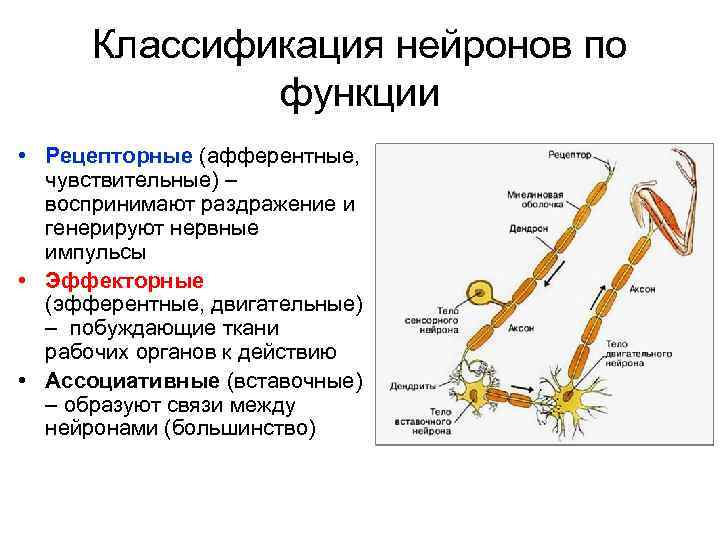 Каким номером на рисунке обозначена структура из которой в дальнейшем образуется нервная система