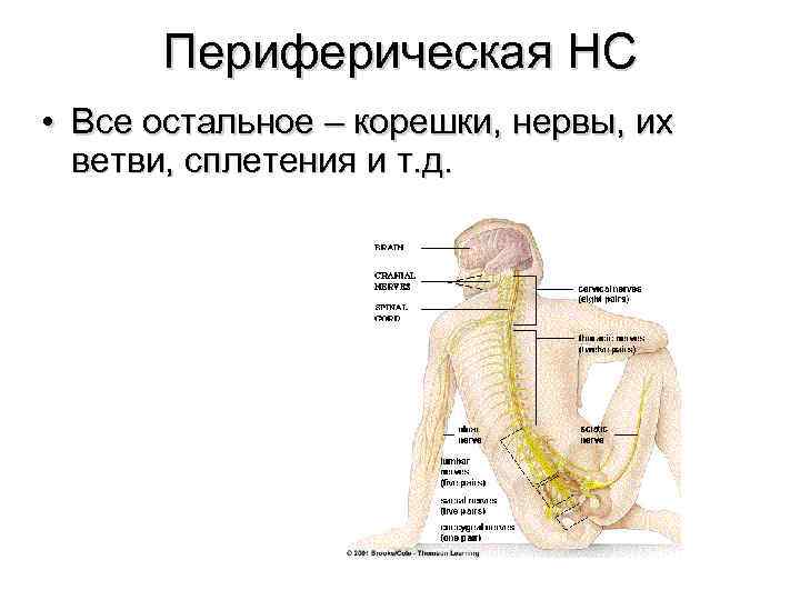 Периферическая НС • Все остальное – корешки, нервы, их ветви, сплетения и т. д.