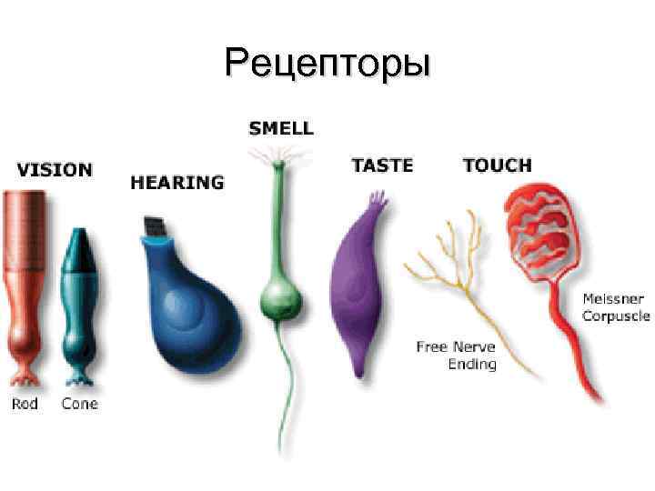 Рецепторы 