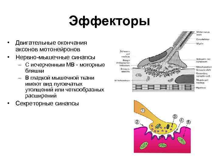 Эффекторы • Двигательные окончания аксонов мотонейронов • Нервно-мышечные синапсы – С исчерченным МВ -