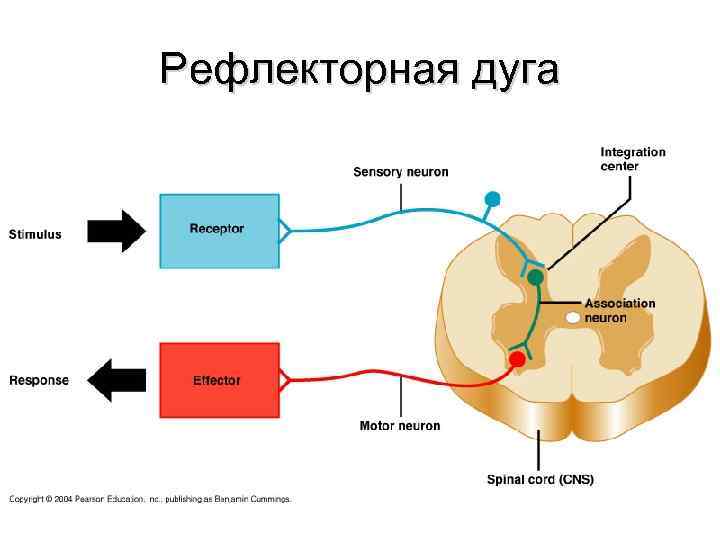 Рефлекторные дуги чихания рисунок