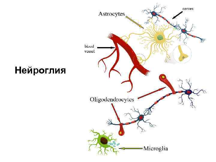 Нейроглия мозга