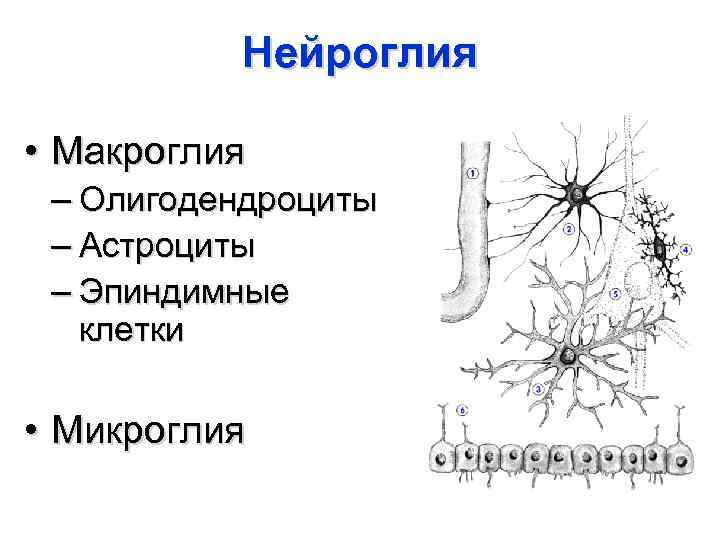 Глиальные клетки рисунок