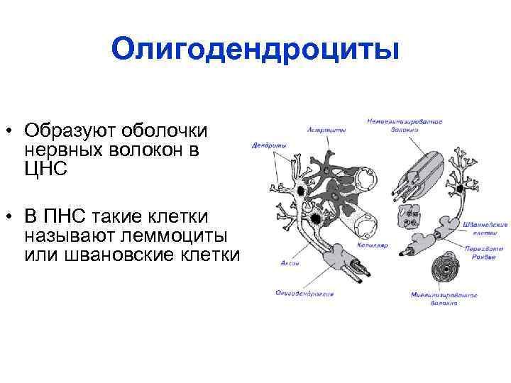 Олигодендроциты • Образуют оболочки нервных волокон в ЦНС • В ПНС такие клетки называют