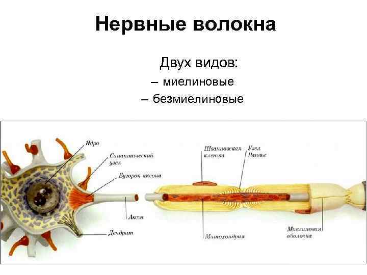 Рисунок нервных волокон