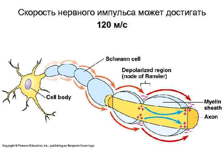 Скорость нервного импульса может достигать 120 м/с 