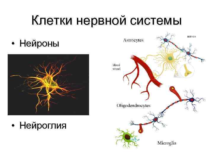 Как устроена нервная клетка рисунок