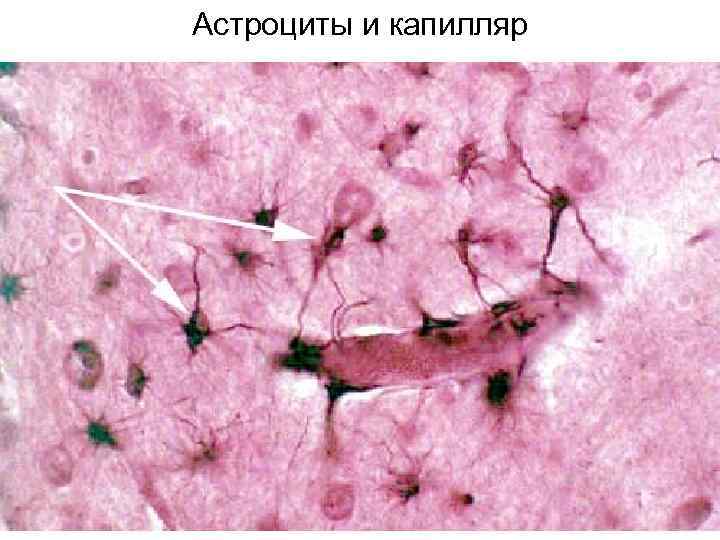 Астроциты и капилляр 