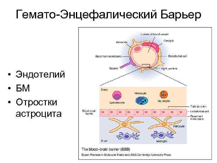 Гемато-Энцефалический Барьер • Эндотелий • БМ • Отростки астроцита 