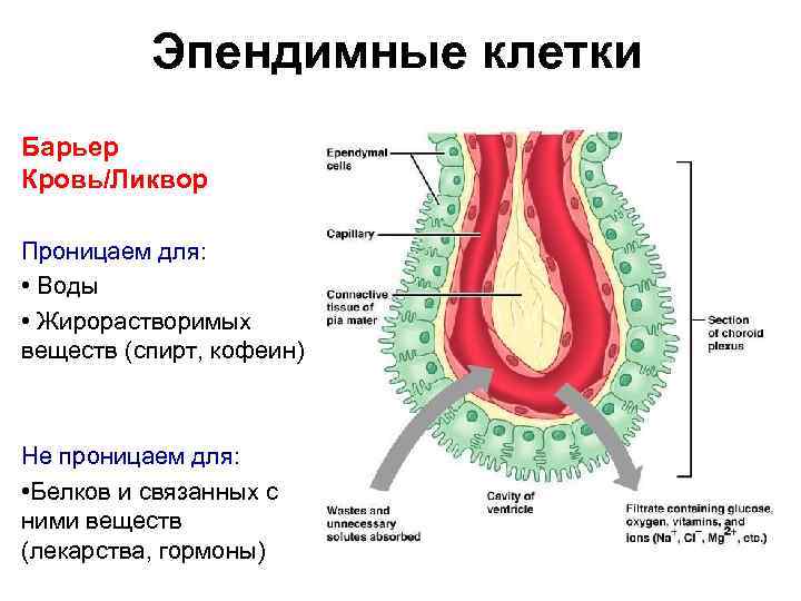 Эпендимные клетки Барьер Кровь/Ликвор Проницаем для: • Воды • Жирорастворимых веществ (спирт, кофеин) Не