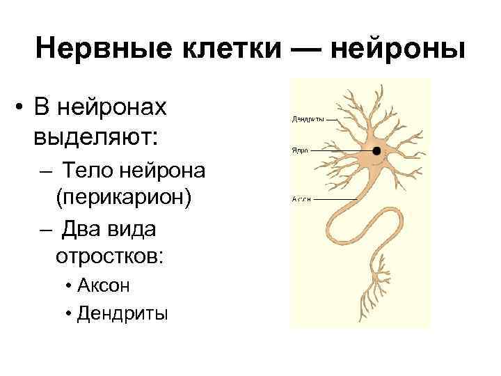 Нервные клетки — нейроны • В нейронах выделяют: – Тело нейрона (перикарион) – Два
