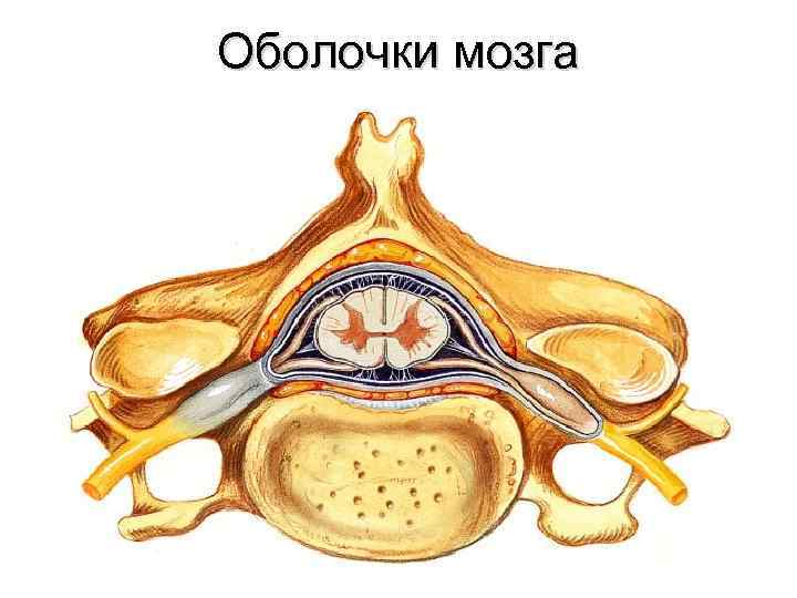Оболочки мозга 