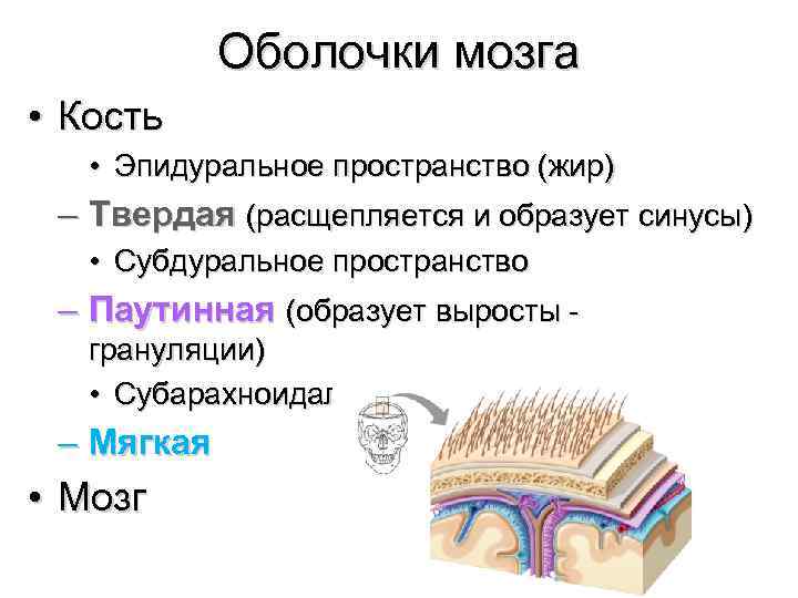Оболочки мозга • Кость • Эпидуральное пространство (жир) – Твердая (расщепляется и образует синусы)