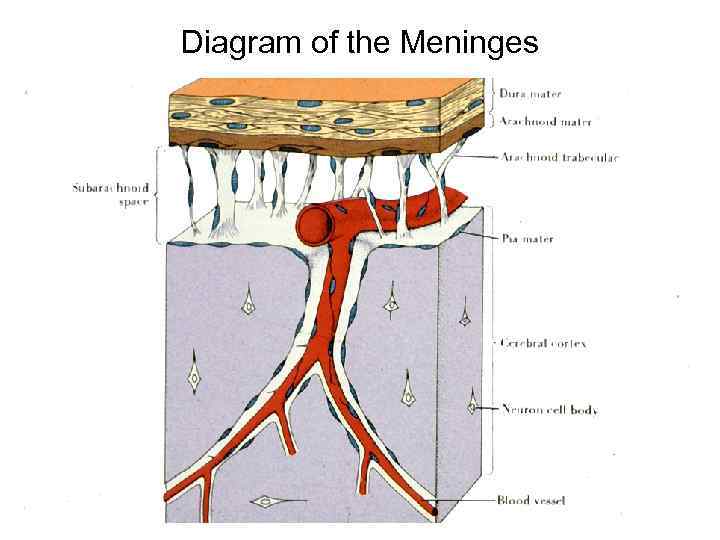 Diagram of the Meninges 