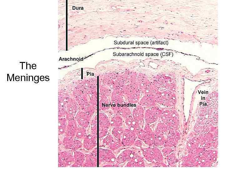 The Meninges 