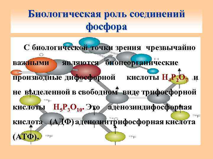 Над биологическая роль